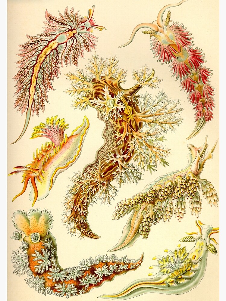 Sea Slug - Ernst Haeckel by billythekidtees