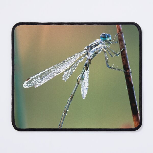 Item preview, Damselfly designed and sold by Bill Spengler's Photographic Thoughts.