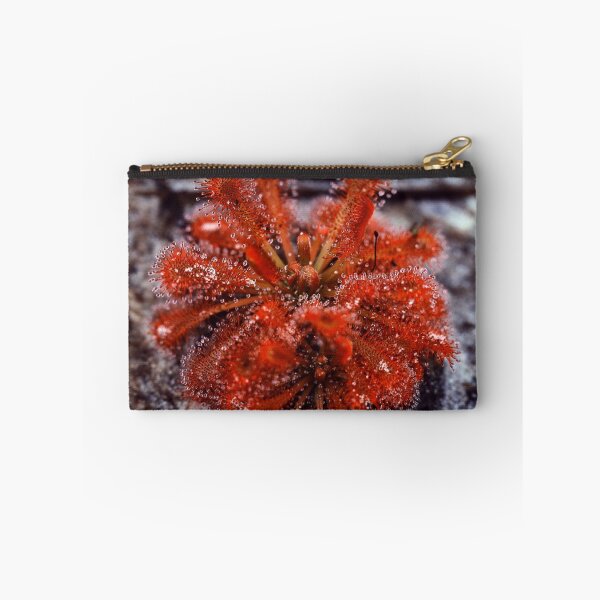 Item preview, Drosera spatulata designed and sold by andrachne.