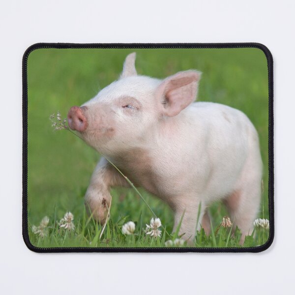 Item preview, White Piglet Smelling Flower designed and sold by TheCurators.