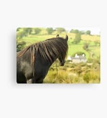 A Wild Fell Pony ... Canvas Print