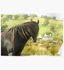 A Wild Fell Pony ... Poster