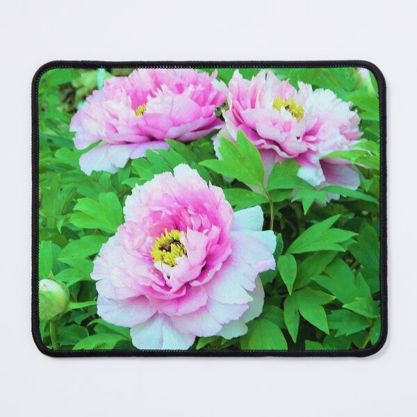 Item preview, Elegant Pink Tree Peony Flowers with Yellow Centers designed and sold by myrubiogarden.
