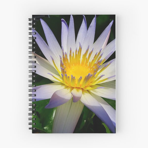 Item preview, Water Lilly, Purple, White and Yellow designed and sold by Jeffrey Mask.