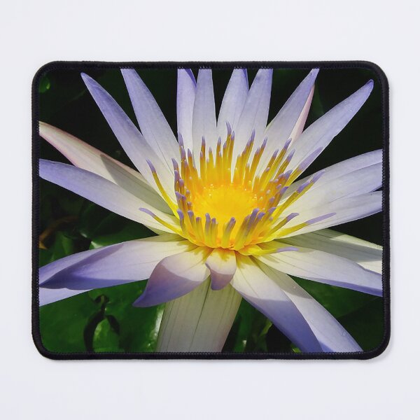 Item preview, Water Lilly, Purple, White and Yellow designed and sold by Jeffrey Mask.