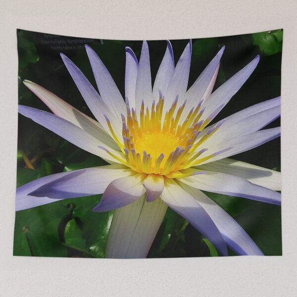 Item preview, Water Lilly, Purple, White and Yellow designed and sold by Jeffrey Mask.