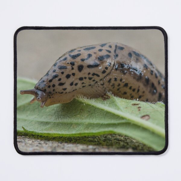 Item preview, Slug Crawls Over a Leaf designed and sold by Bill Spengler's Photographic Thoughts.