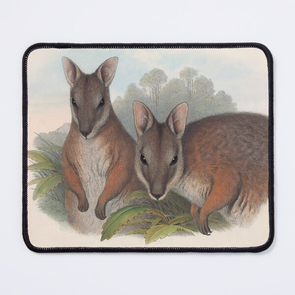 Item preview, Derby's Wallaby - Australian Mammals by Henry Richter designed and sold by TheCurators.