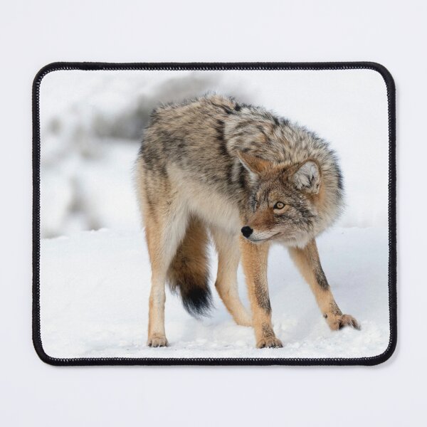 Item preview, Coyote in Winter designed and sold by TheCurators.