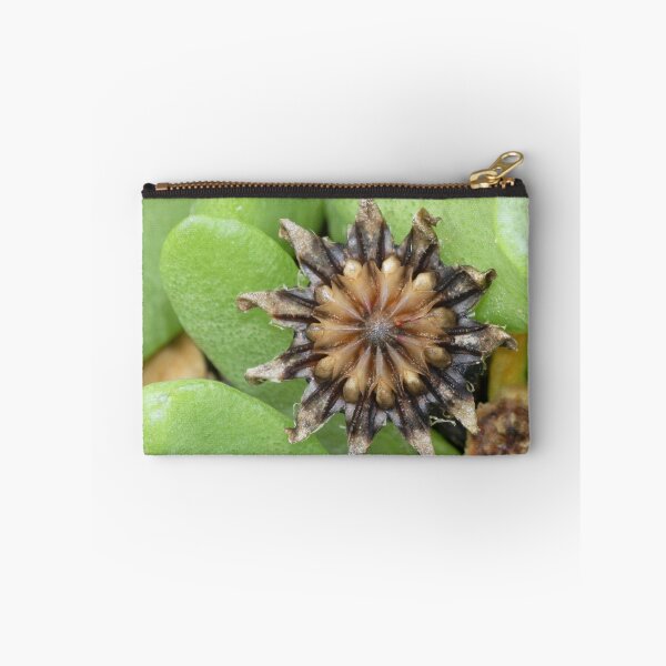 Artikelvorschau, Tongue-leaved Mesemb - Seed Capsule entworfen und verkauft von Rina Greeff.