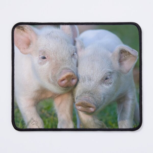 Artikelvorschau, Zwei schmatzende Ferkel entworfen und verkauft von TheCurators.