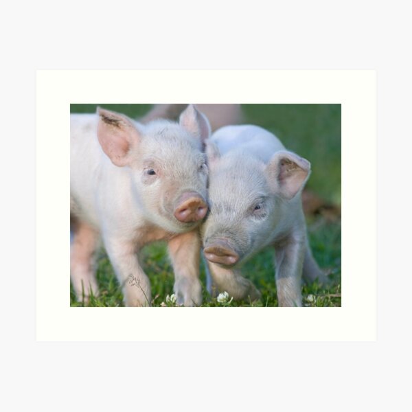 Item preview, Two Nuzzling Piglets designed and sold by TheCurators.