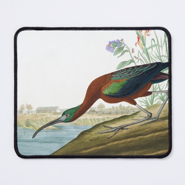 Item preview, Scarlet Ibis by John James Audubon designed and sold by TheCurators.