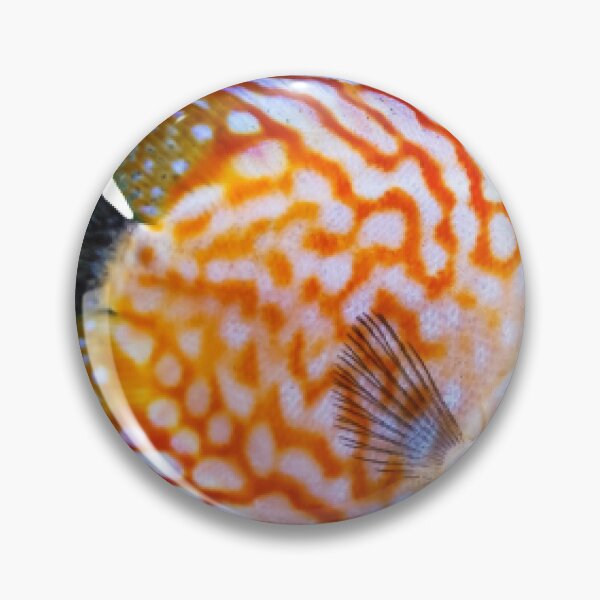 Item preview, Discus fish are available for viewing in the Thailand Aquarium. designed and sold by greengoodnich.