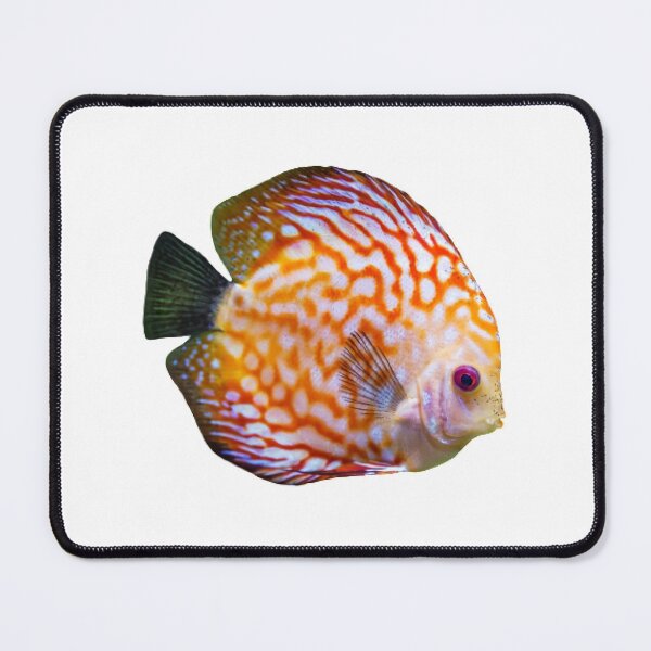 Item preview, Discus fish are available for viewing in the Thailand Aquarium. designed and sold by greengoodnich.