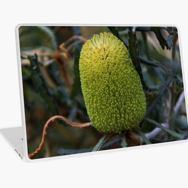 Banksia pilostylis Laptop Skin