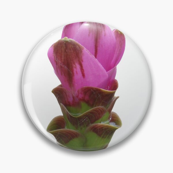 Item preview, Shadow name in Curcuma sp. variety picture from crop of THAILAND designed and sold by greengoodnich.