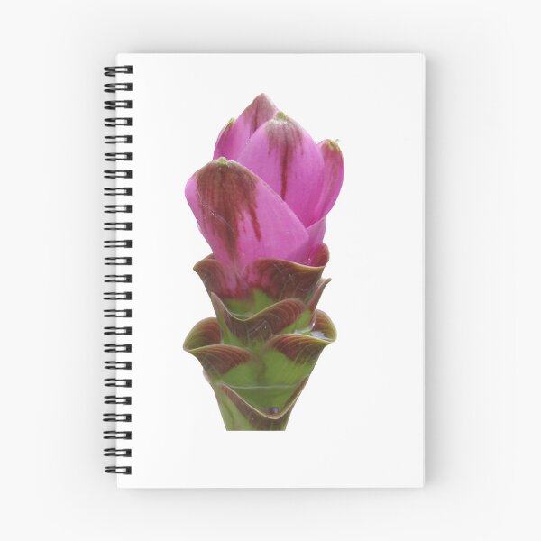 Item preview, Shadow name in Curcuma sp. variety picture from crop of THAILAND designed and sold by greengoodnich.