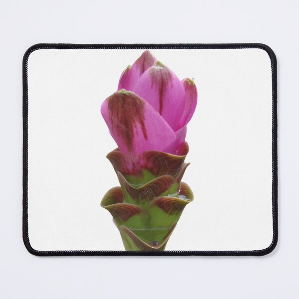 Item preview, Shadow name in Curcuma sp. variety picture from crop of THAILAND designed and sold by greengoodnich.
