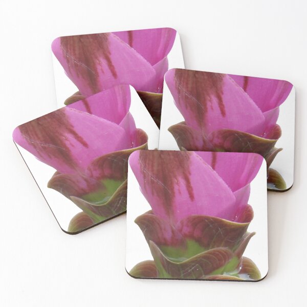 Item preview, Shadow name in Curcuma sp. variety picture from crop of THAILAND designed and sold by greengoodnich.