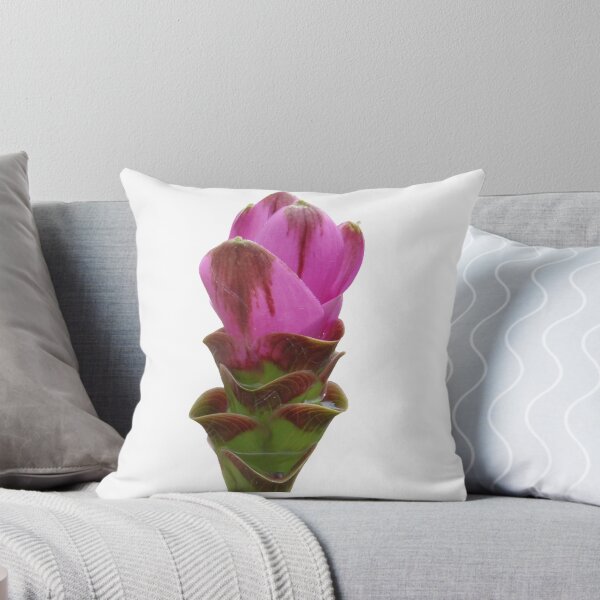 Item preview, Shadow name in Curcuma sp. variety picture from crop of THAILAND designed and sold by greengoodnich.
