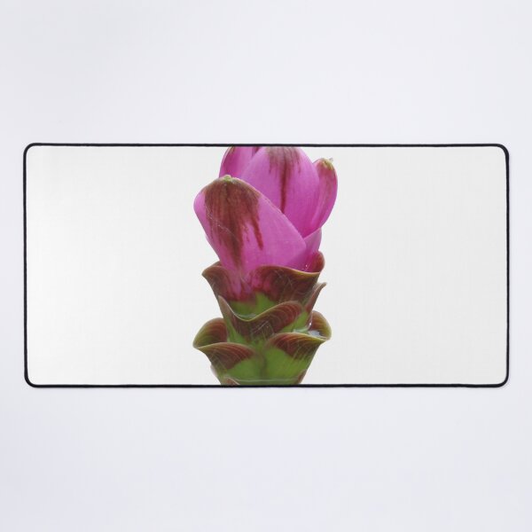 Item preview, Shadow name in Curcuma sp. variety picture from crop of THAILAND designed and sold by greengoodnich.