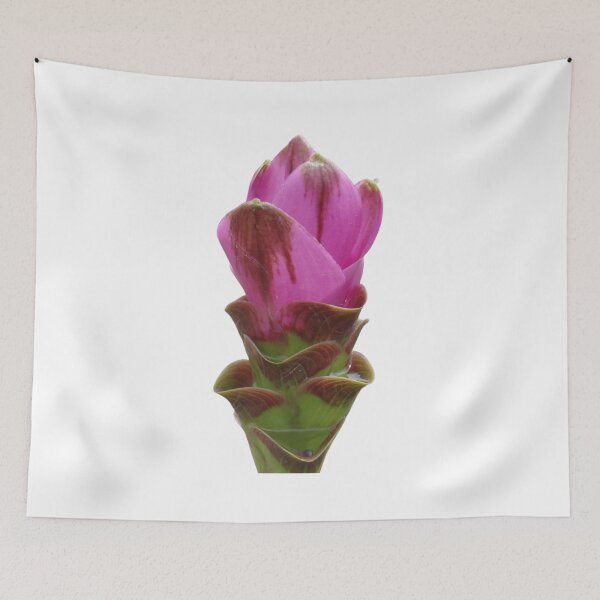 Item preview, Shadow name in Curcuma sp. variety picture from crop of THAILAND designed and sold by greengoodnich.