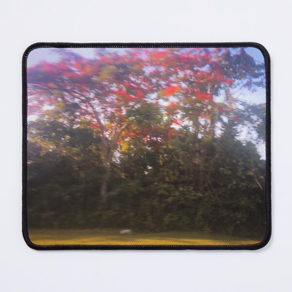 Item preview, Fire Tree (Royal poinciana) by the Roadside Photograph designed and sold by arientss.