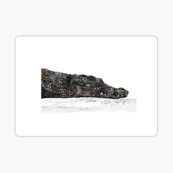 Crocodile Rough and Ready Sticker