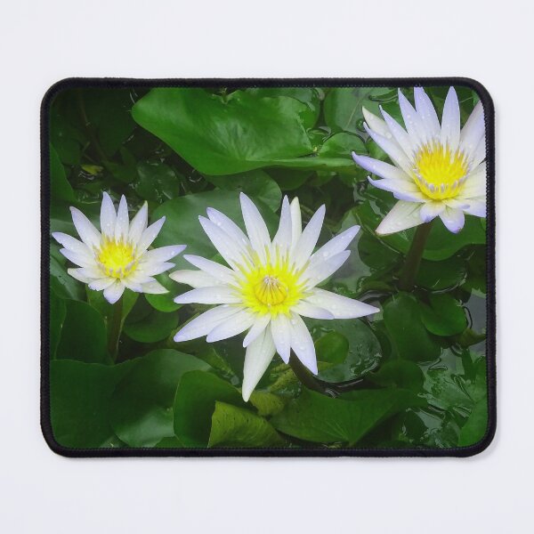 Item preview, Water Lilly, White & Yellow designed and sold by Jeffrey Mask.