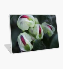 Grevillea jephcottii Laptop Skin