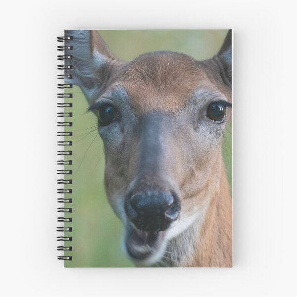 Item preview, Saucy White-tailed Deer doe chewing, looks chatty designed and sold by Steven Holt.