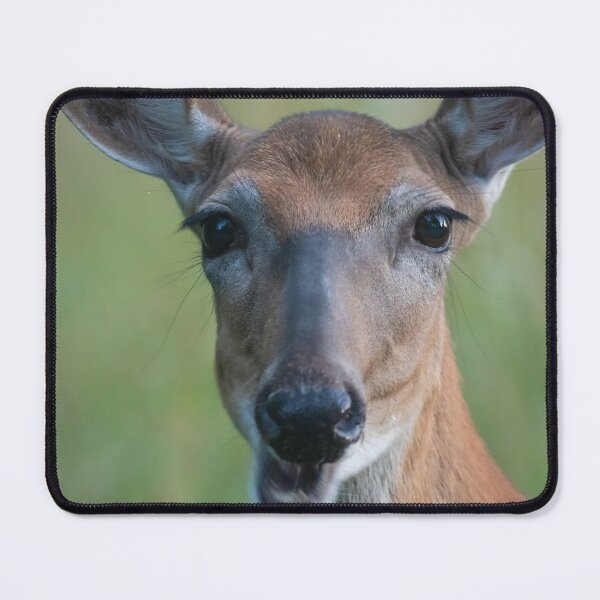 Item preview, Saucy White-tailed Deer doe chewing, looks chatty designed and sold by Steven Holt.