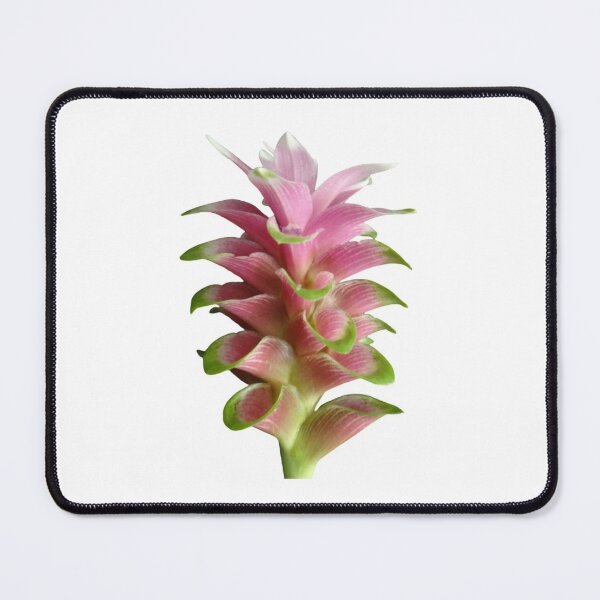 Item preview, These beautiful and durable tulip-like flowers are found in Thailand designed and sold by greengoodnich.