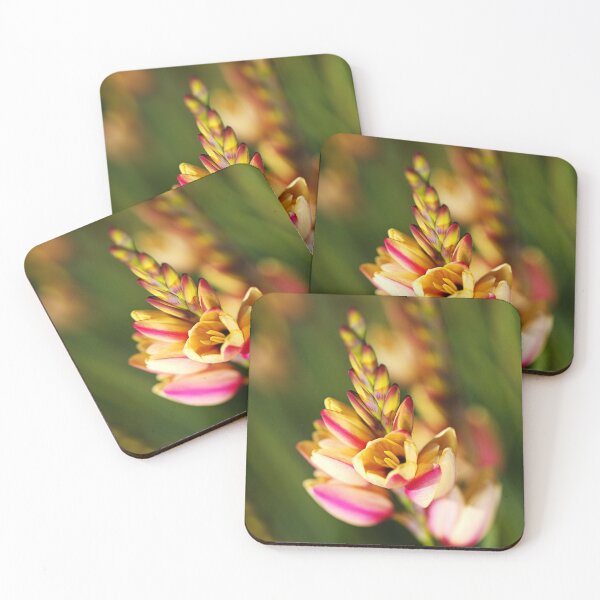 Item preview, In Flower African Corn Lily designed and sold by Joy Watson - Natural Light Photography .