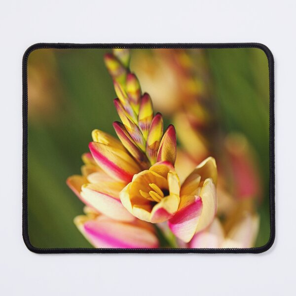 Item preview, In Flower African Corn Lily designed and sold by Joy Watson - Natural Light Photography .
