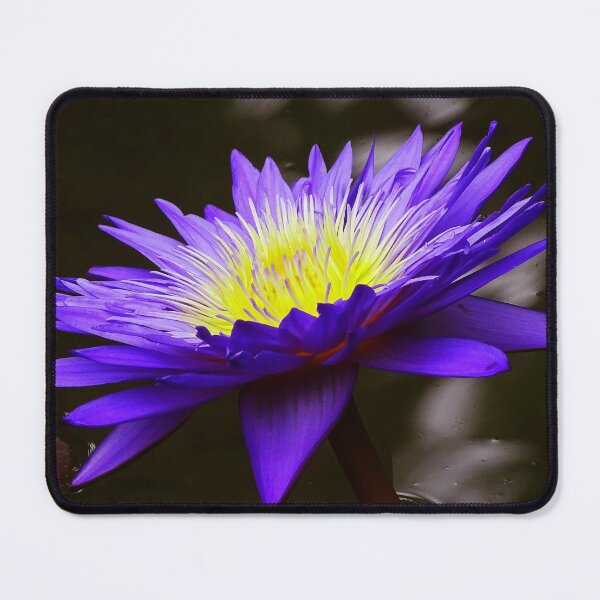 Item preview, Water Lillies & Lotuses #10 designed and sold by Jeffrey Mask.