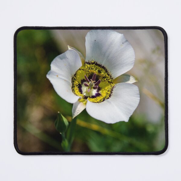 Item preview, Mariposa-lily flower near Aspen in Colorado designed and sold by krisgreenwood.