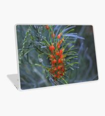Grevillea stenomera Laptop Skin