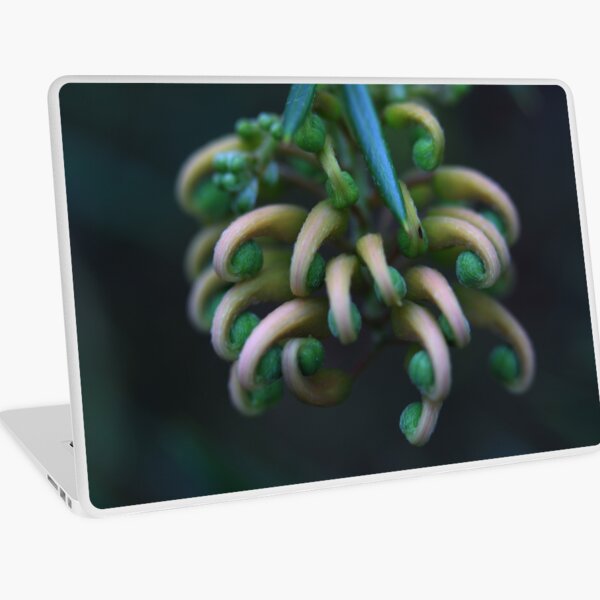Item preview, Grevillea Juniperina (Granite-belt form) designed and sold by andrachne.