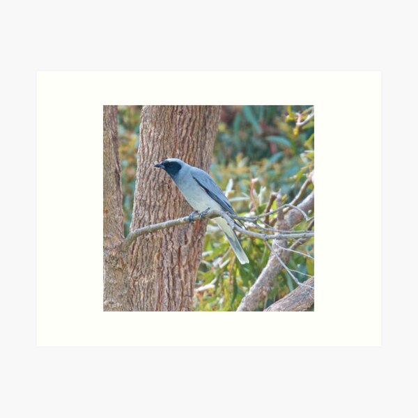 CUCKOOSHRIKE ~ Black-faced Cuckooshrike EAMYLM5W by David Irwin Art Print