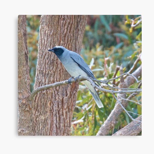 CUCKOOSHRIKE ~ Black-faced Cuckooshrike EAMYLM5W by David Irwin Canvas Print