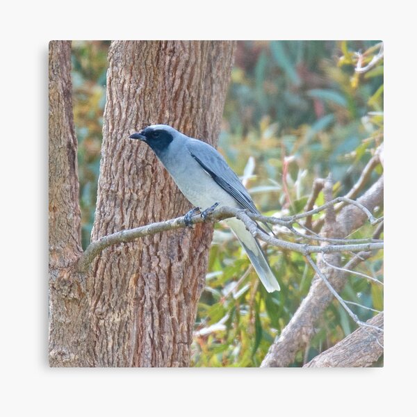 CUCKOOSHRIKE ~ Black-faced Cuckooshrike EAMYLM5W by David Irwin Metal Print