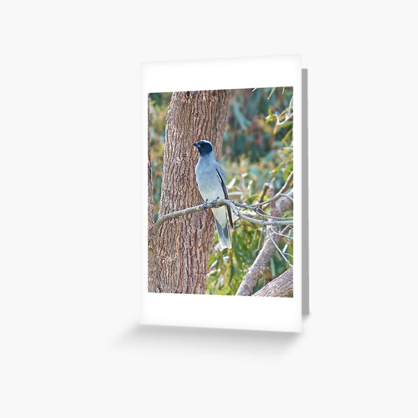 CUCKOOSHRIKE ~ Black-faced Cuckooshrike XZFXXU47 by David Irwin Greeting Card