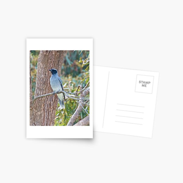 CUCKOOSHRIKE ~ Black-faced Cuckooshrike XZFXXU47 by David Irwin Postcard