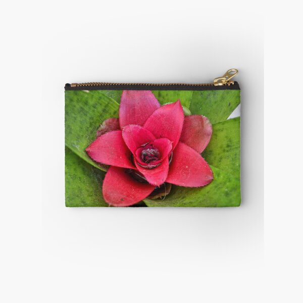 Item preview, Nidularium (Bromelia) designed and sold by Pandrot.