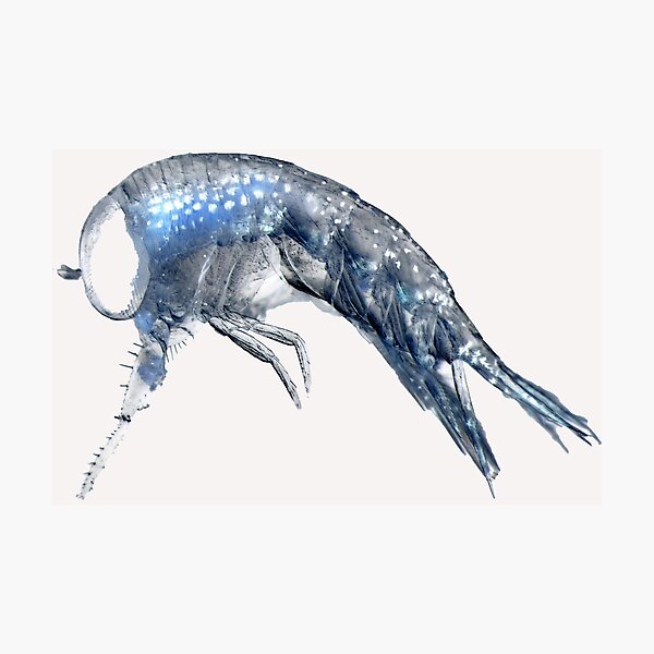 Amphipods Photographic Print