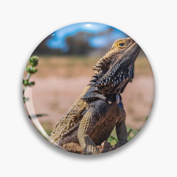 Item preview, Frill Necked Lizard at Mungo National Park NSW Australia designed and sold by KeithMcInnes.