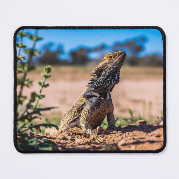 Item preview, Frill Necked Lizard at Mungo National Park NSW Australia designed and sold by KeithMcInnes.