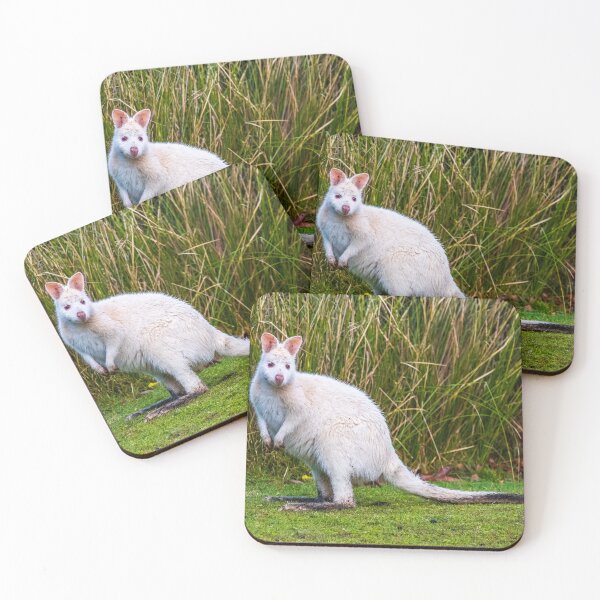 Item preview, White Wallaby on Bruny Island in Tasmania, Australia designed and sold by KeithMcInnes.